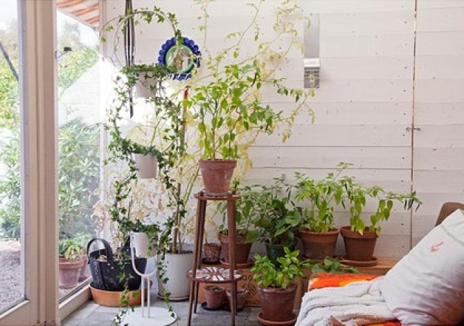 VASOS E PLANTAS
