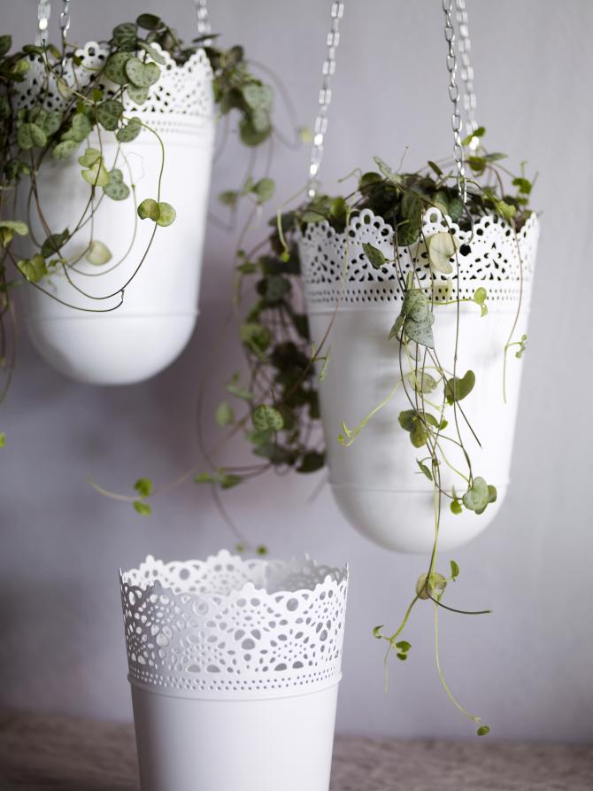 PLANTAS