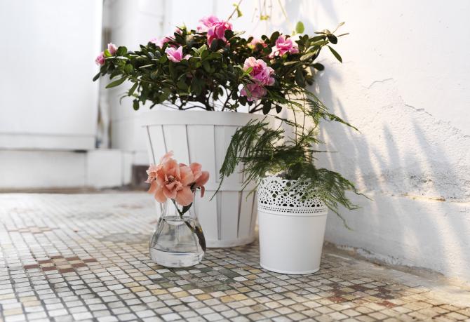VASOS E PLANTAS