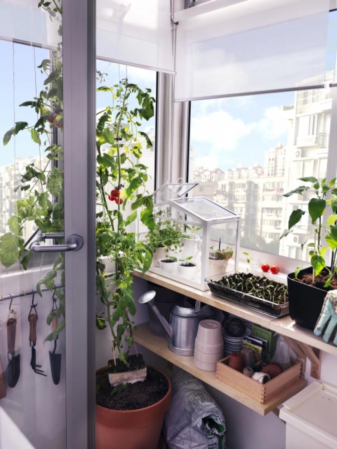 PLANTAS