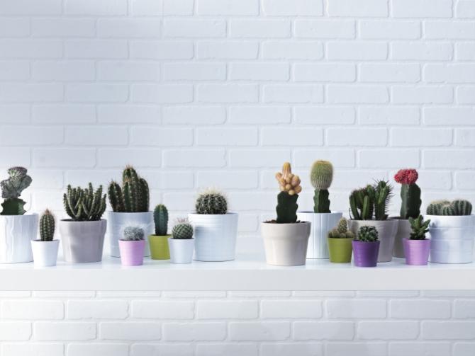 VASOS E PLANTAS