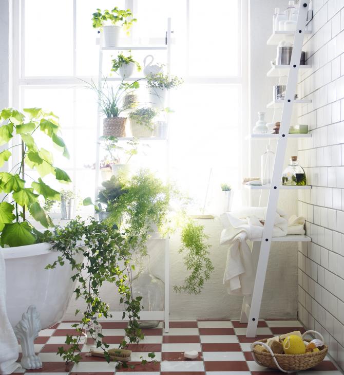 PLANTAS