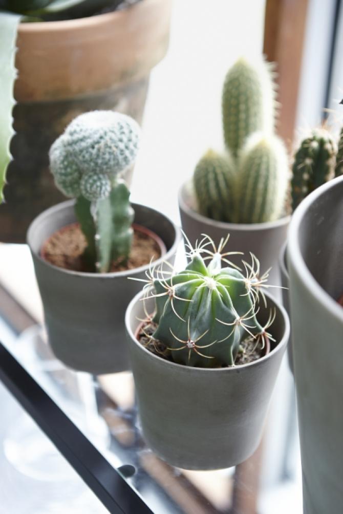 PLANTAS