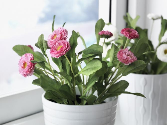 PLANTAS