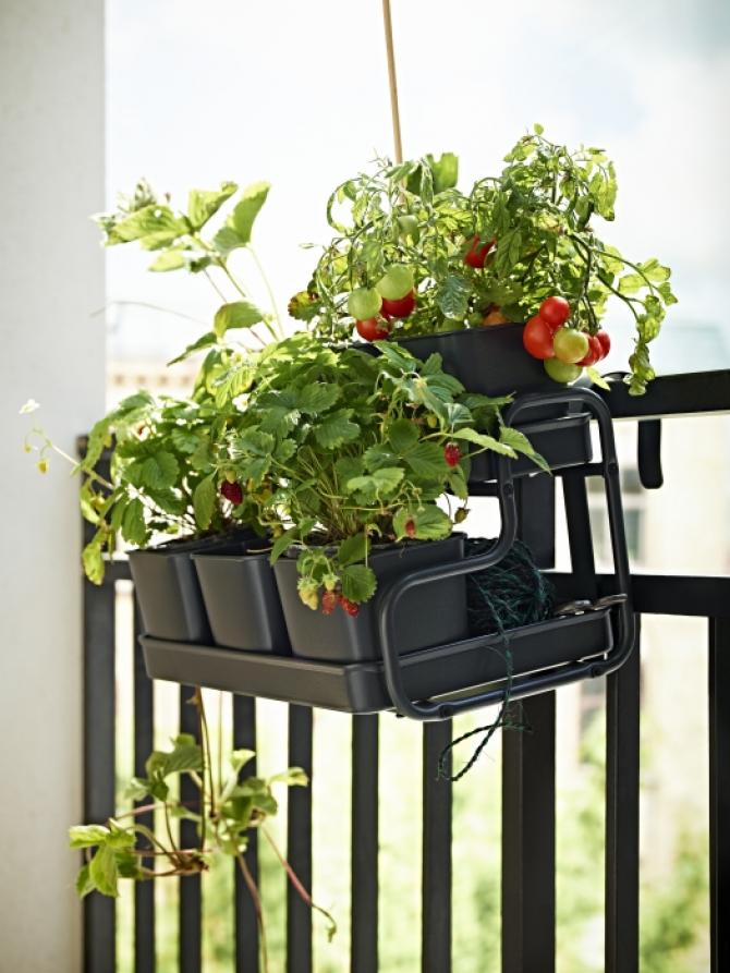 PLANTAS
