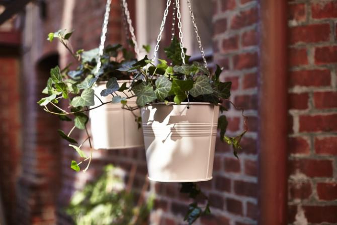 PLANTAS