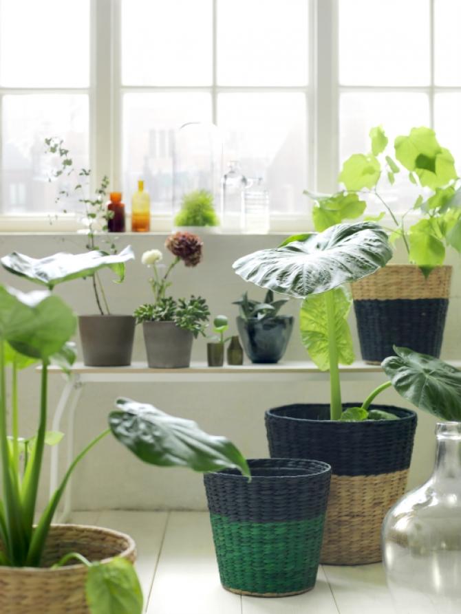 PLANTAS IKEA