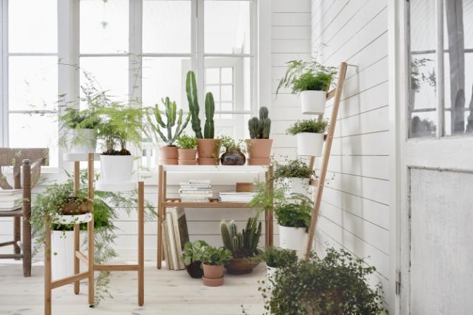 PLANTAS IKEA