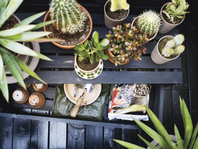 PLANTAS